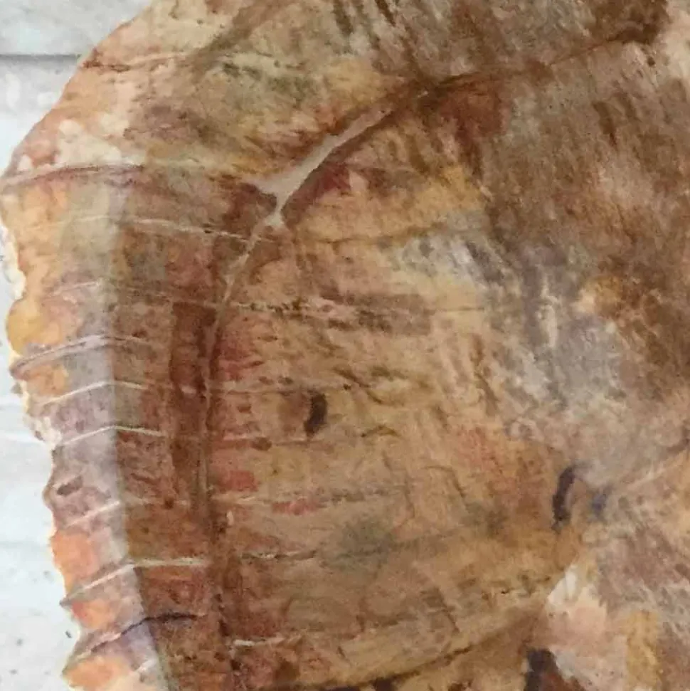 Lavabo bagno in legno fossile da appoggio Star, pezzo unico di design